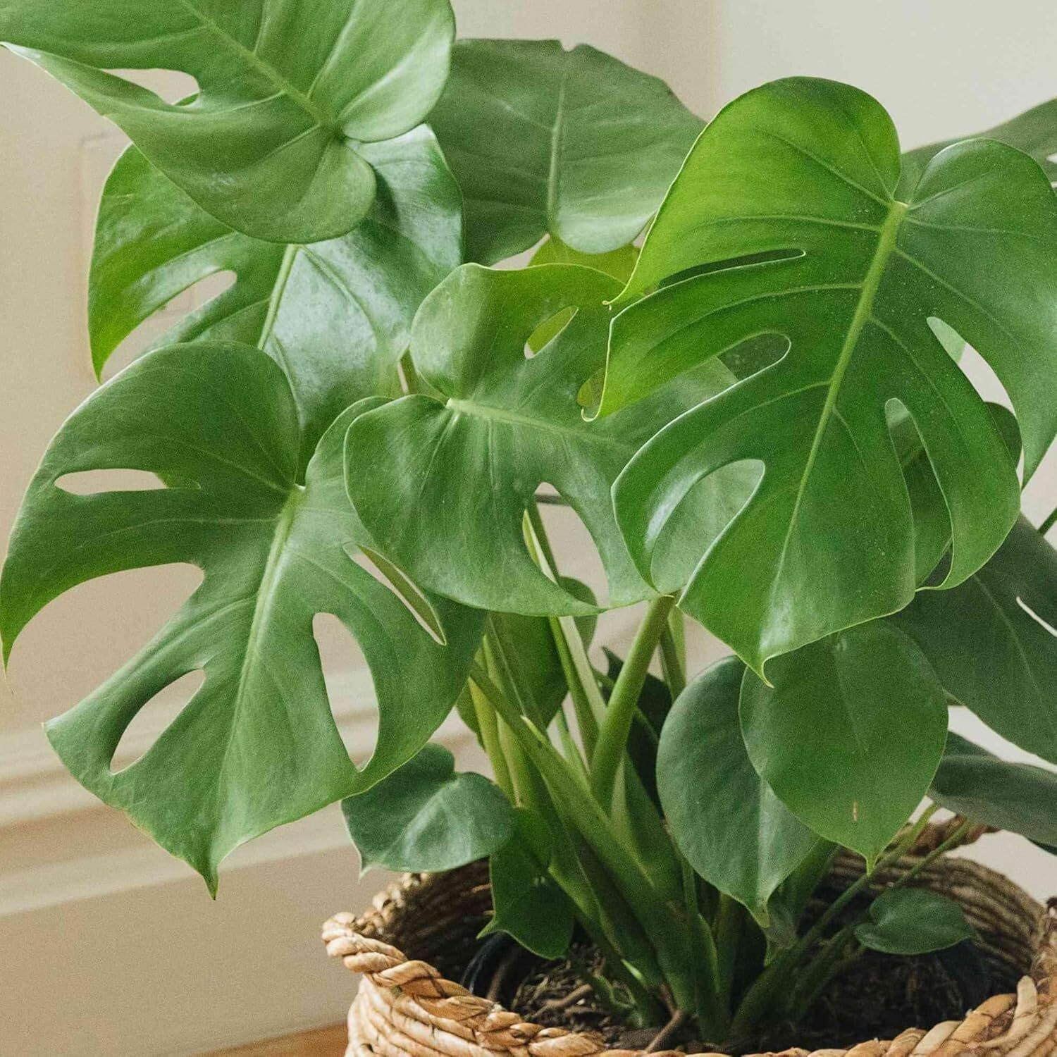 Indoor Climber Plant Kit Monstera Swiss Cheese Plant with Coir Moss Pole in Pot - Picture 11 of 32