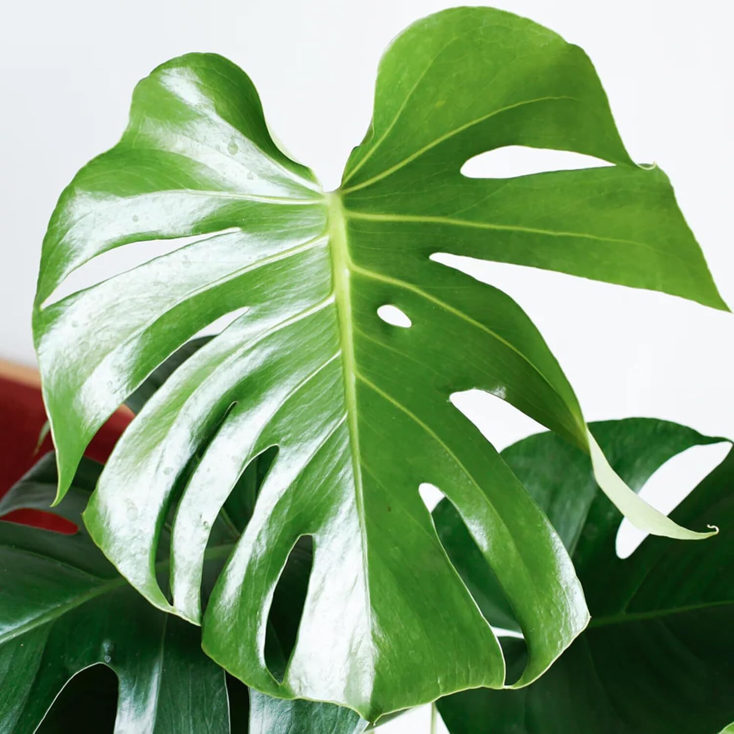 Indoor Climber Plant Kit Monstera Swiss Cheese Plant with Coir Moss Pole in Pot - Picture 12 of 32