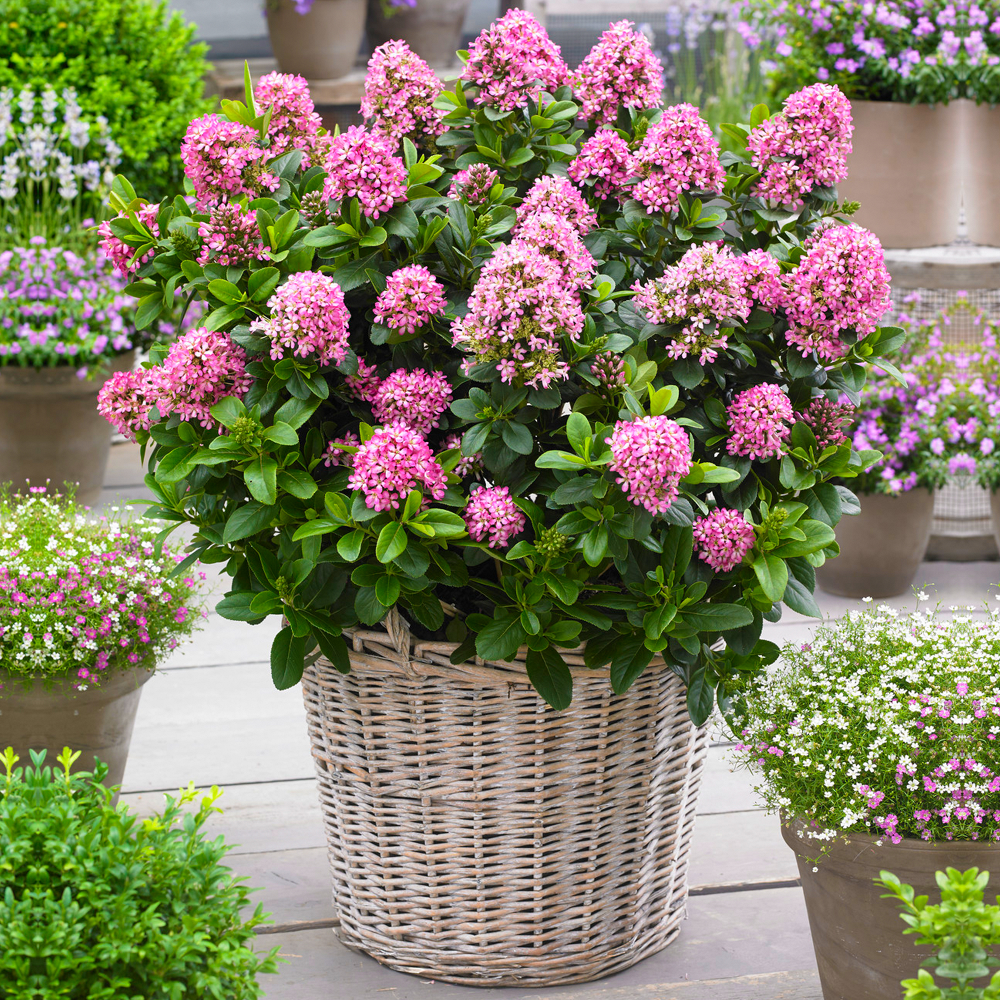 Escallonia laevis 'Pink Elle' Evergreen Flowering Potted Outdoor Garden Shrub - Picture 8 of 21