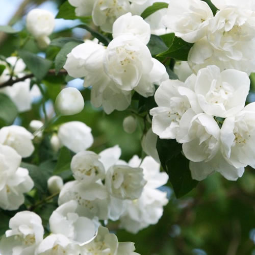 Philadelphus Virginal Mock Orange Deciduous Shrub Hardy Garden Plant in Pot - Picture 5 of 12