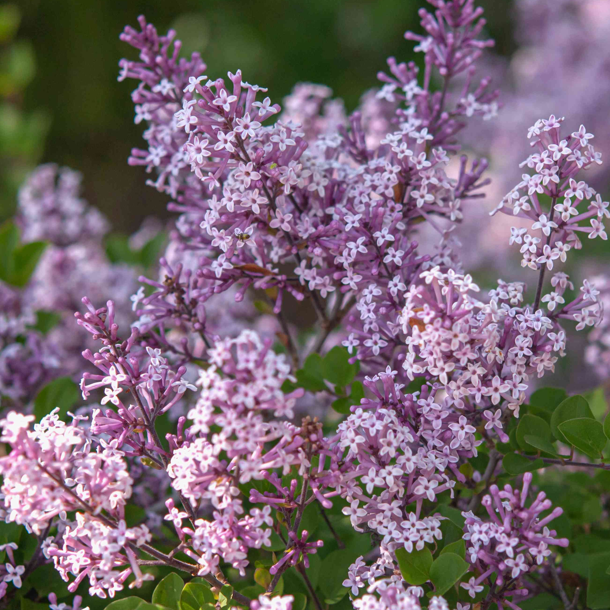 Syringa Miss Kim Dwarf Lilac Deciduous Garden Shrub Purple Flowers in Plant Pot - Picture 6 of 12