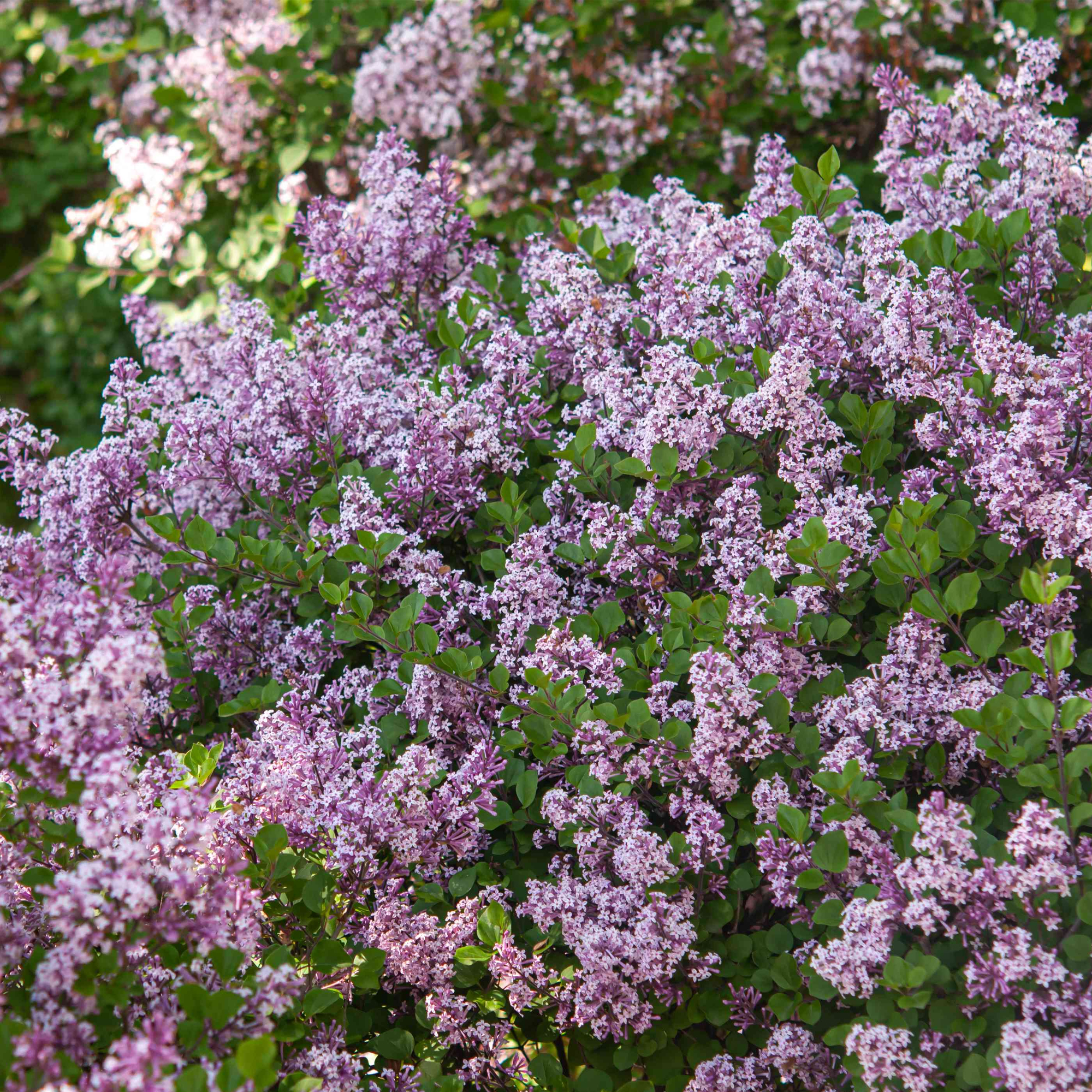 Syringa Miss Kim Dwarf Lilac Deciduous Garden Shrub Purple Flowers in Plant Pot - Picture 5 of 12