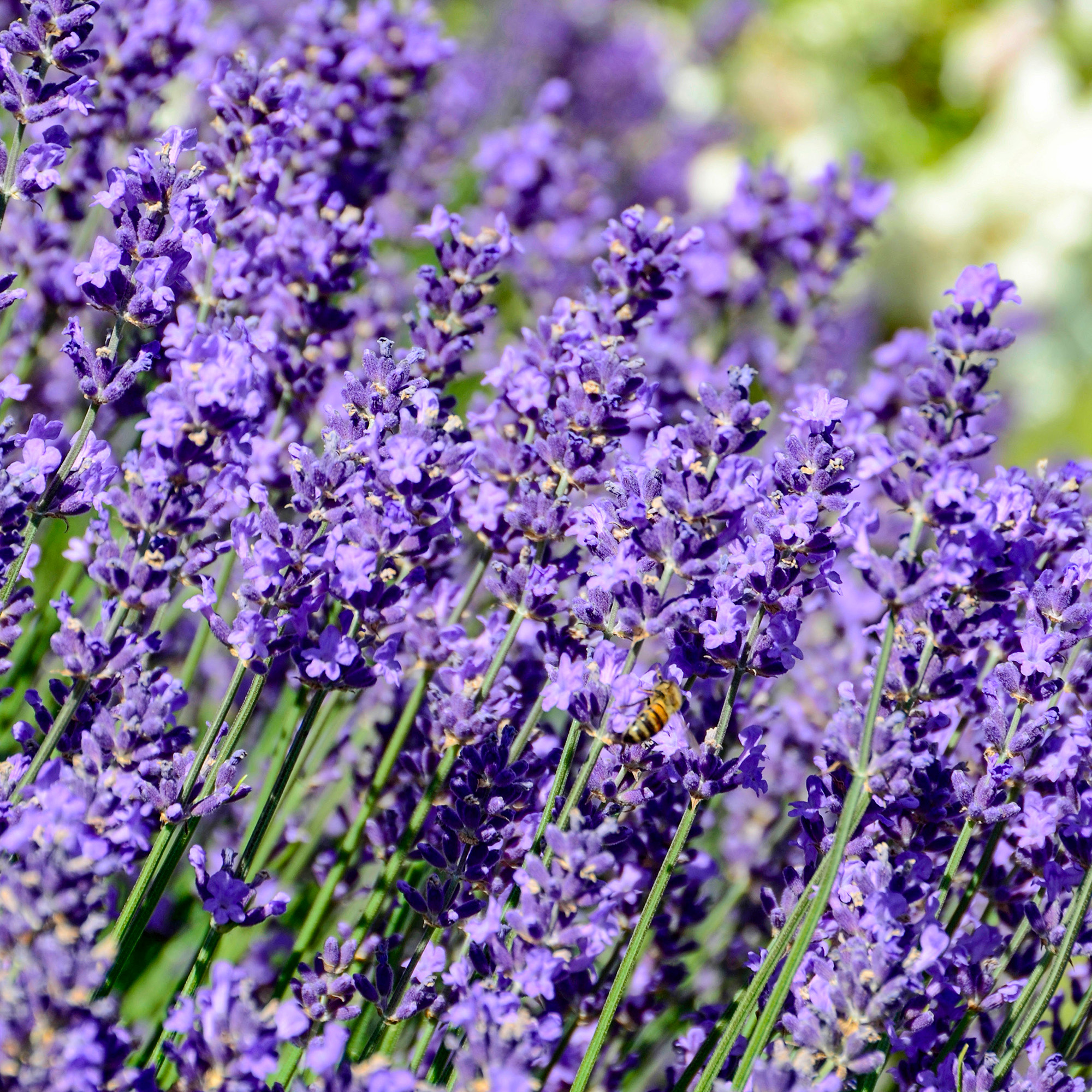 English Lavender - Lavandula Hidcote Herb Lavender Plants Outdoor Garden Ready - Picture 15 of 28