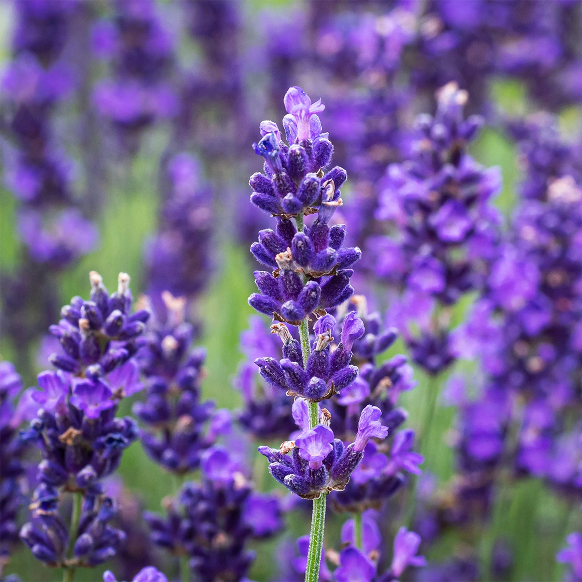 English Lavender - Lavandula Hidcote Herb Lavender Plants Outdoor Garden Ready - Picture 16 of 28