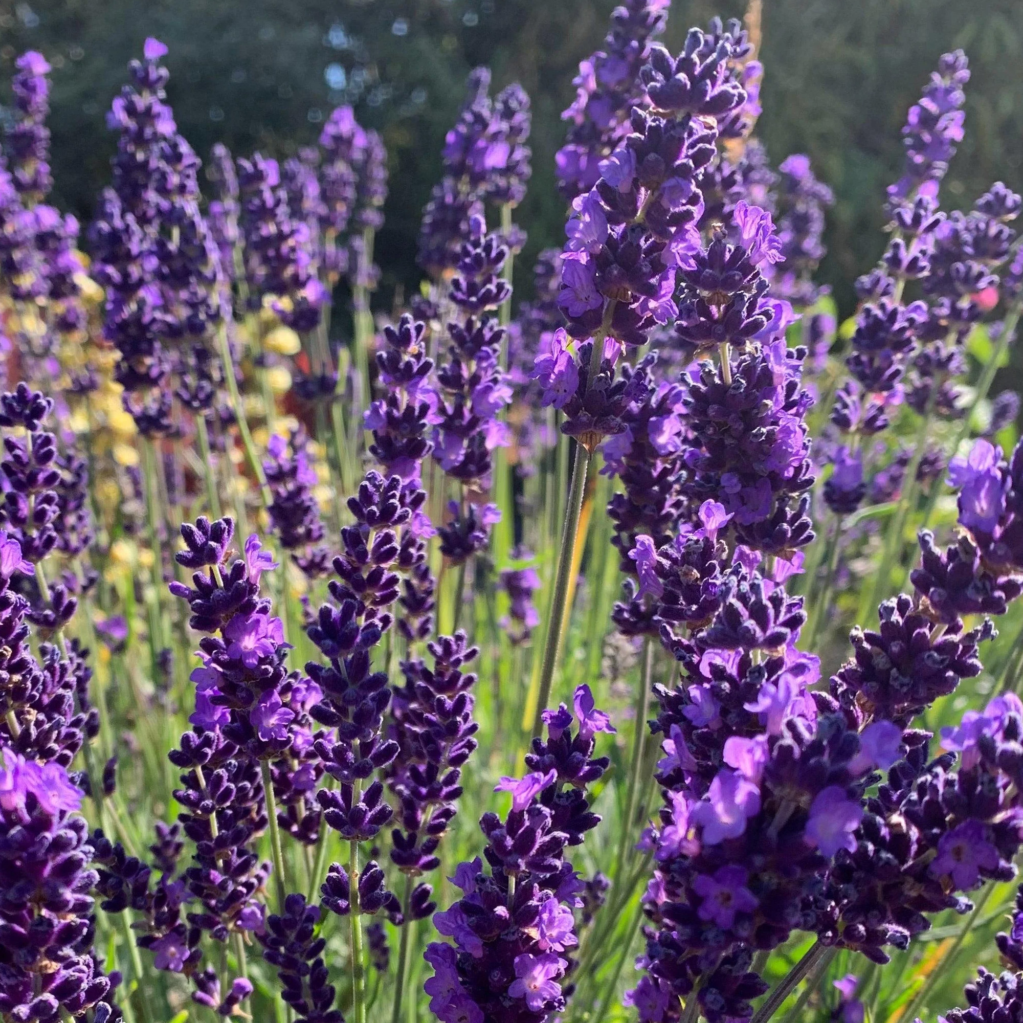 English Lavender - Lavandula Hidcote Herb Lavender Plants Outdoor Garden Ready - Picture 17 of 28