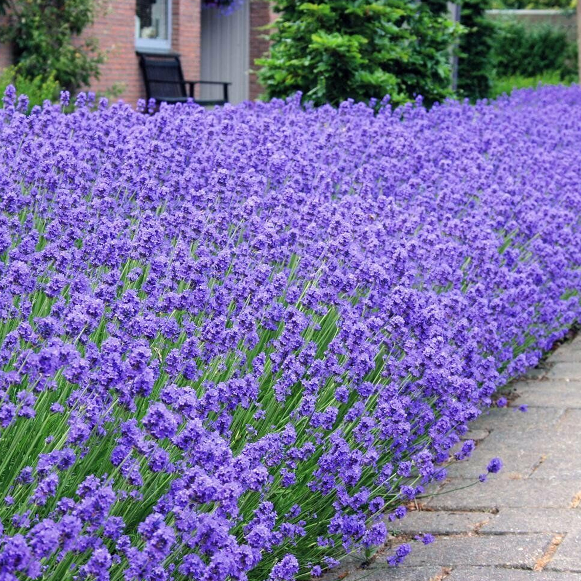 English Lavender - Lavandula Hidcote Herb Lavender Plants Outdoor Garden Ready - Picture 19 of 28