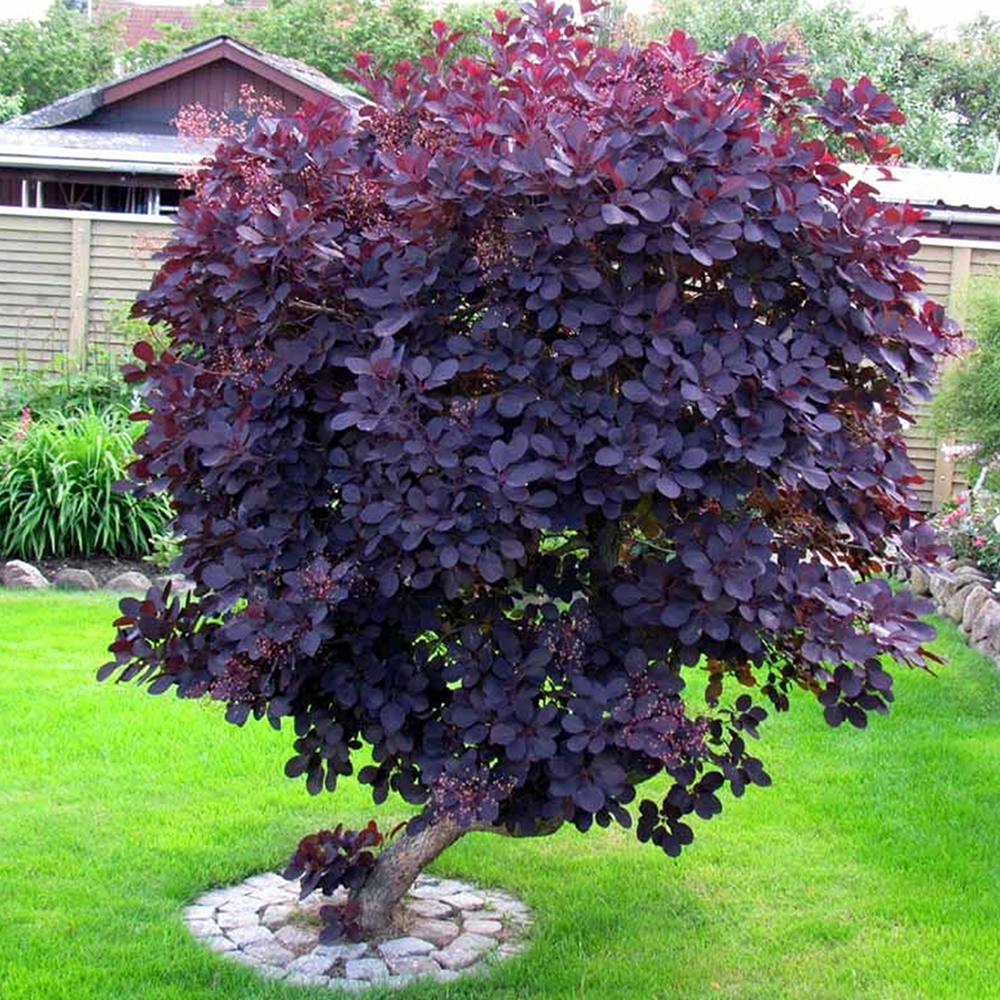 Cotinus coggygria Royal Purple Smoke Bush Deciduous Shrub Hardy Plant in Pot - Picture 6 of 15