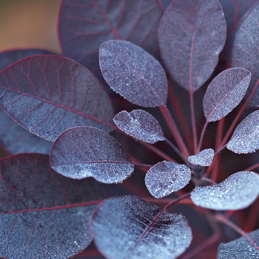 Cotinus coggygria Royal Purple Smoke Bush Deciduous Shrub Hardy Plant in Pot - Picture 8 of 15