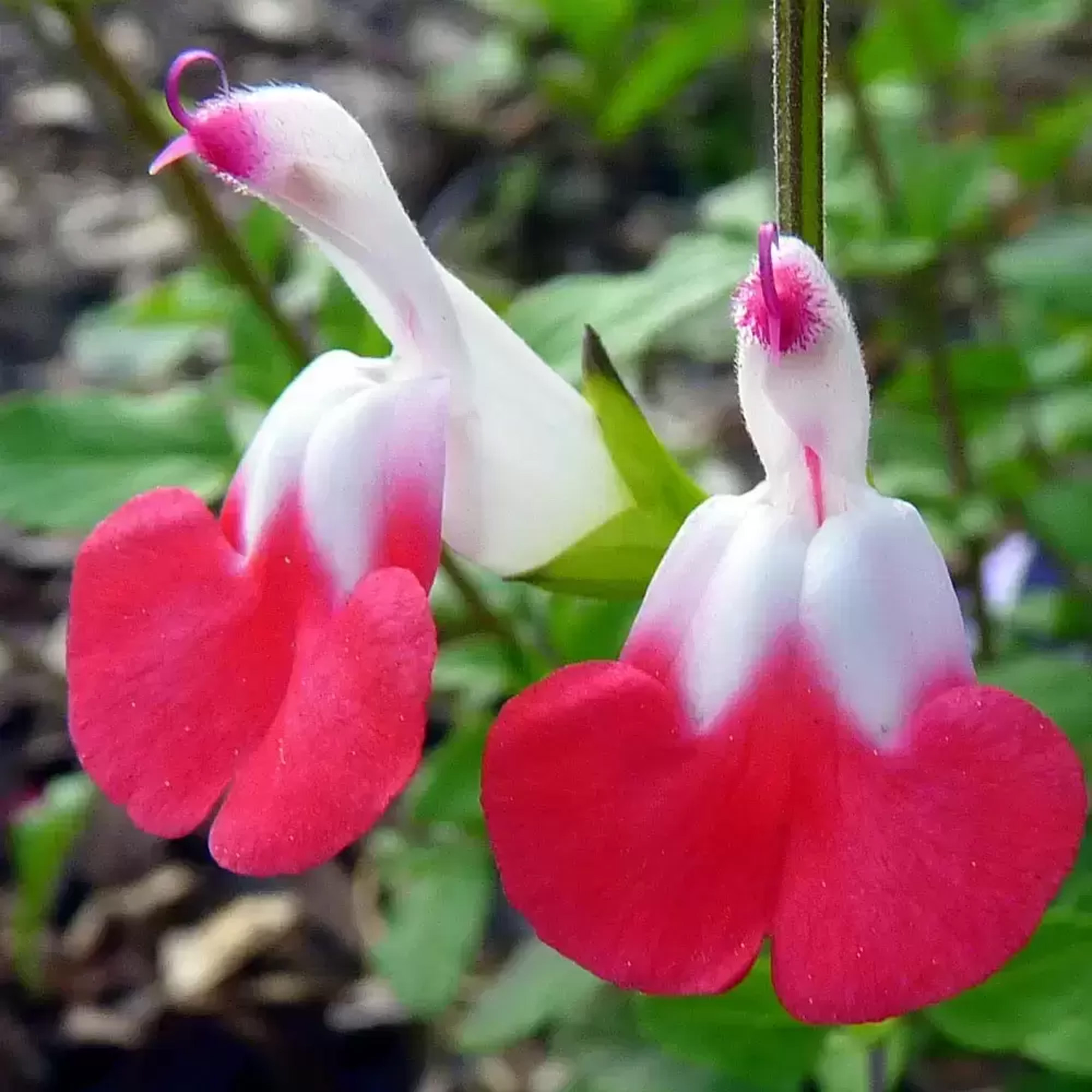 Salvia Hot Lips | Vibrant Scented Flowering Perennial | Potted Garden Plant - Picture 8 of 18