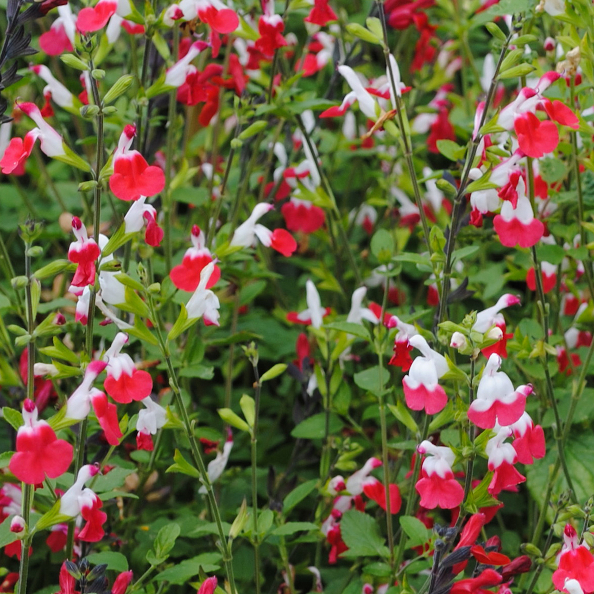 Salvia Hot Lips | Vibrant Scented Flowering Perennial | Potted Garden Plant - Picture 9 of 18