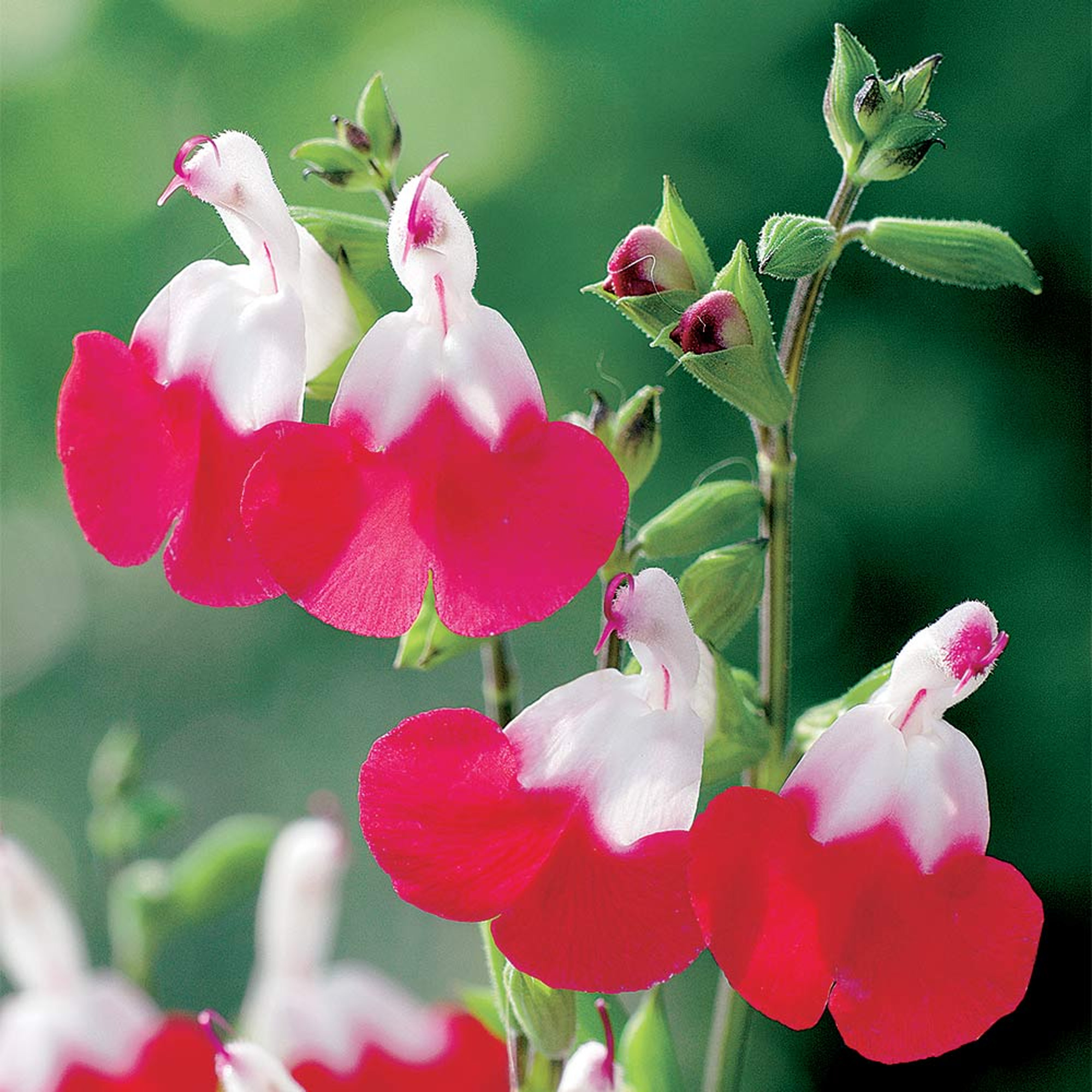 Salvia Hot Lips | Vibrant Scented Flowering Perennial | Potted Garden Plant - Picture 10 of 18