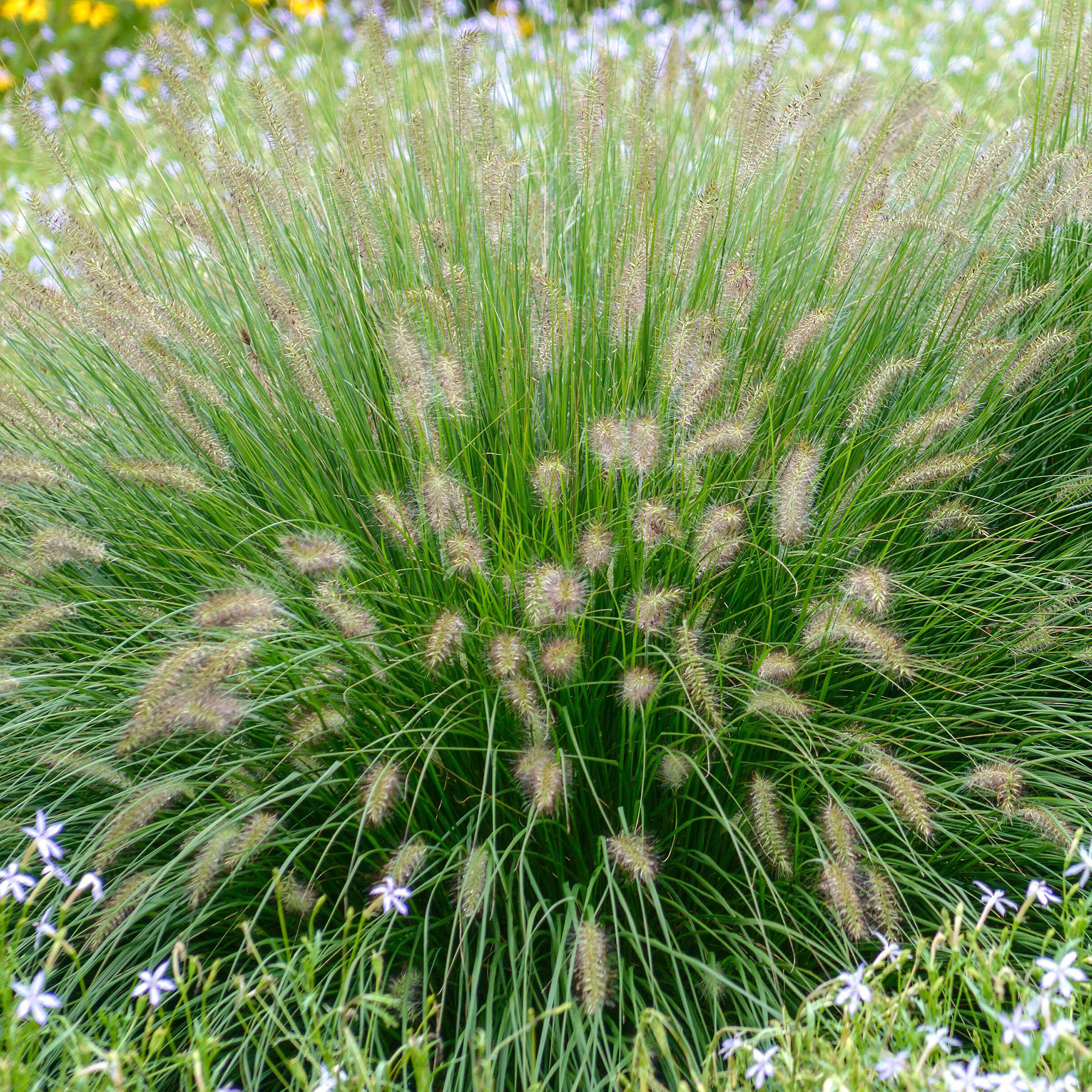 Pennisetum Alopecuroides 'Hameln Gold' | Ornamental Grass Garden Plant in Pot - Picture 6 of 15