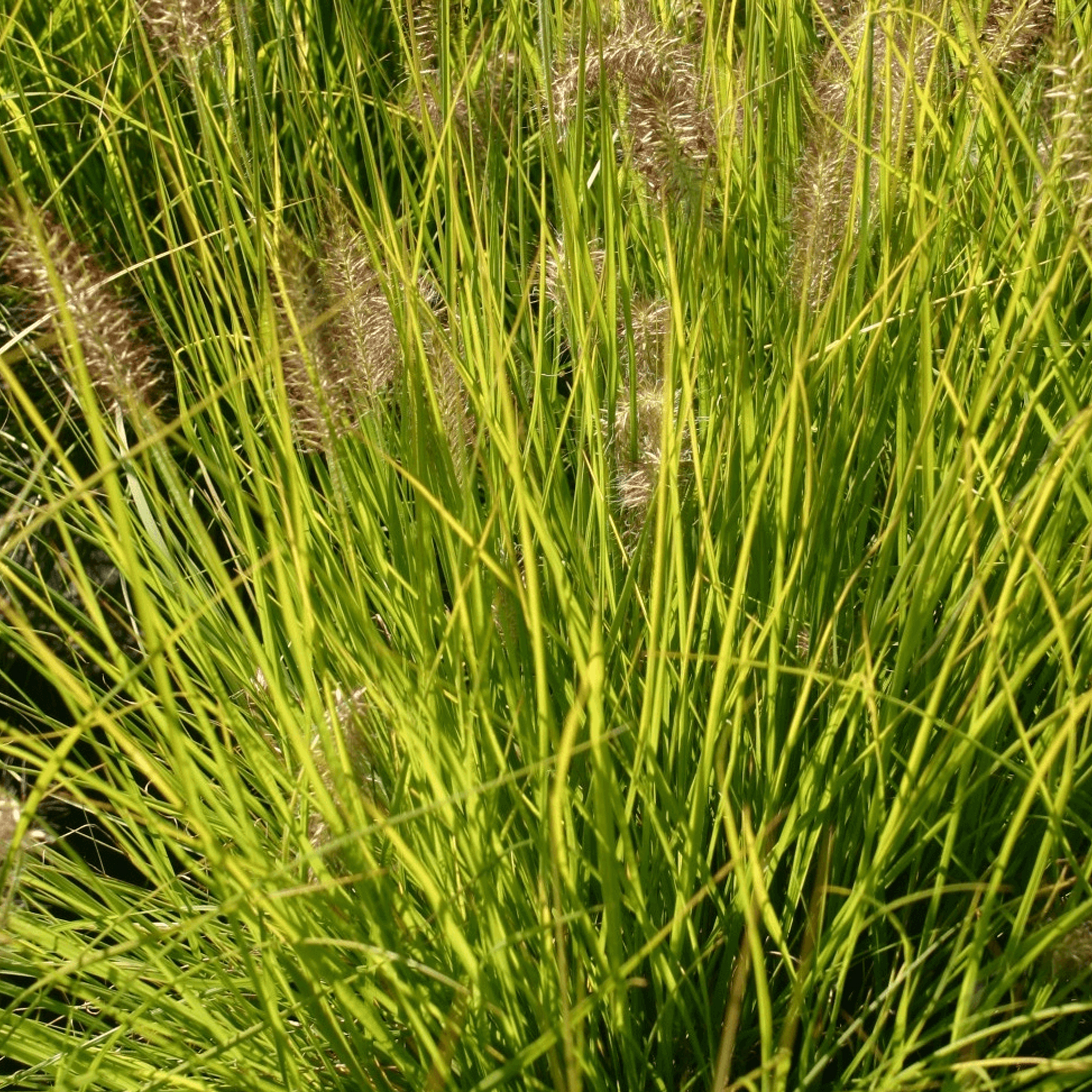 Pennisetum Alopecuroides 'Hameln Gold' | Ornamental Grass Garden Plant in Pot - Picture 7 of 15