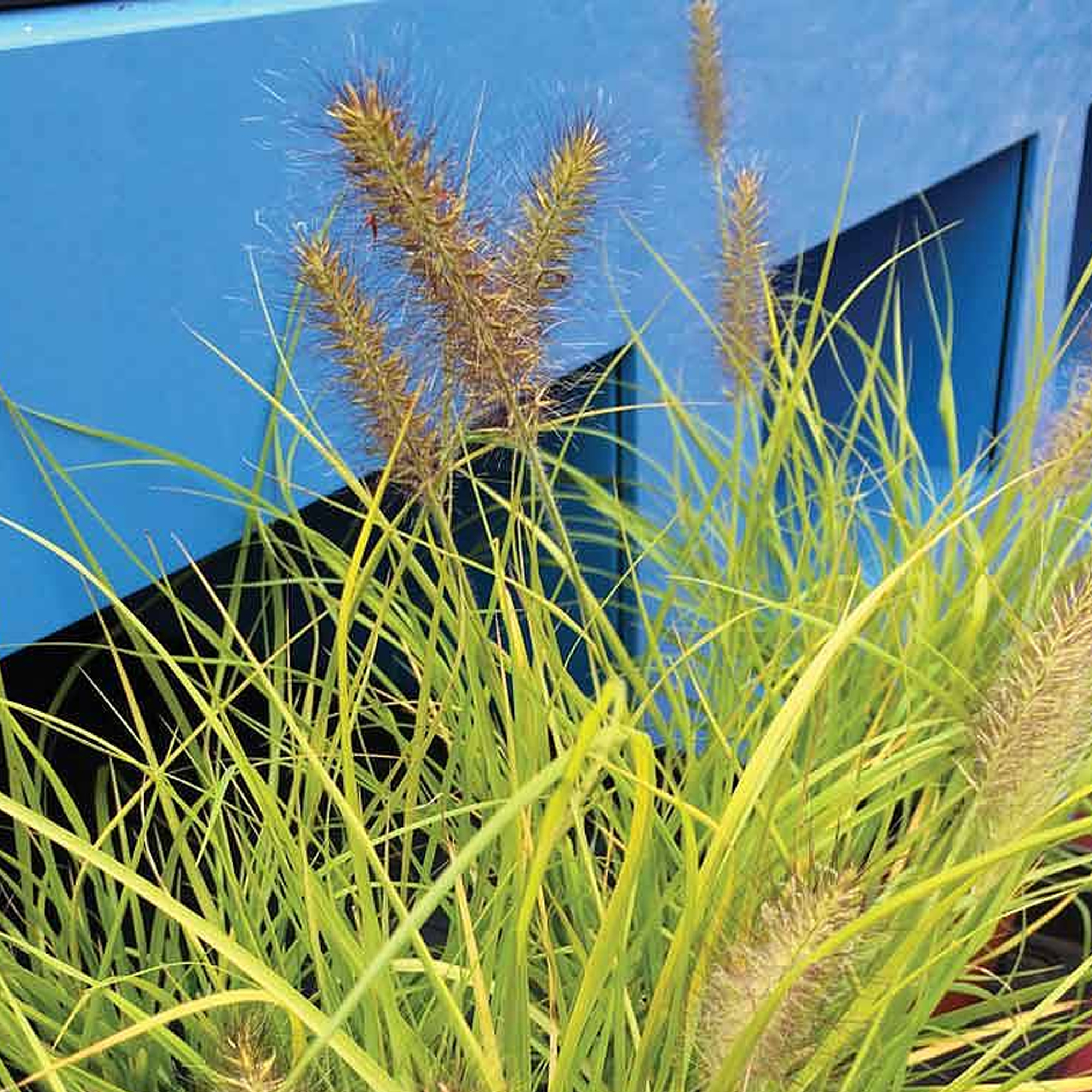 Pennisetum Alopecuroides 'Hameln Gold' | Ornamental Grass Garden Plant in Pot - Picture 8 of 15