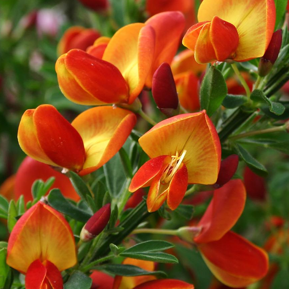 Cytisus Lena Broom Compact Deciduous Hardy Outdoor Flowering Garden Plant in Pot - Picture 7 of 15