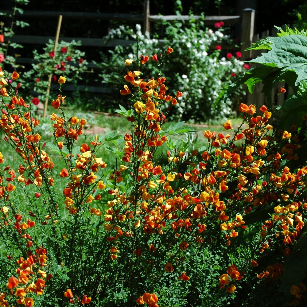 Cytisus Lena Broom Compact Deciduous Hardy Outdoor Flowering Garden Plant in Pot - Picture 8 of 15