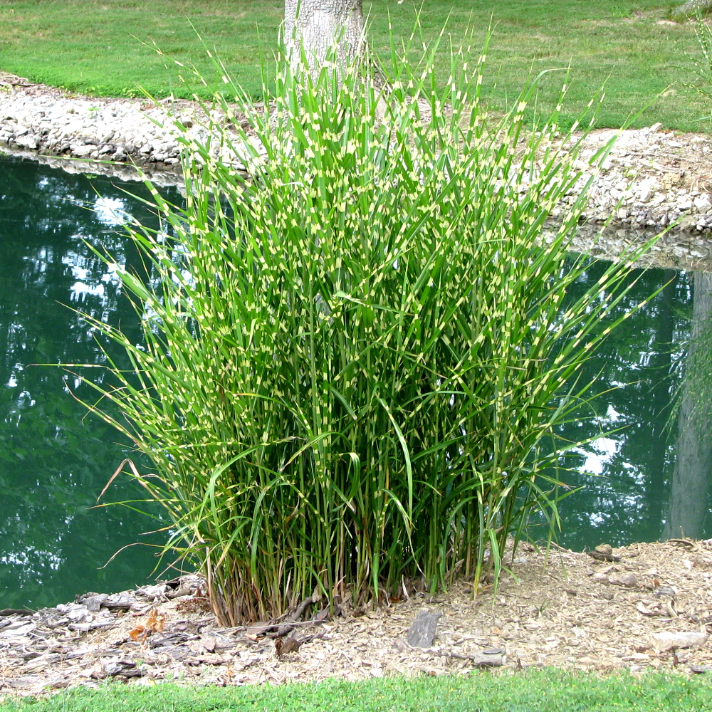 Miscanthus sinensis Strictus Porcupine Grass Deciduous Garden Shrub Plant in Pot - Picture 8 of 15