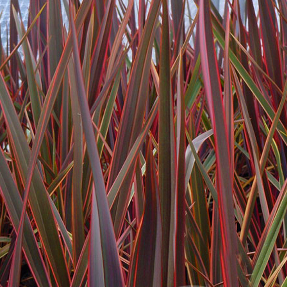 Phormium Maori Queen New Zealand Flax Evergreen Shrub Hardy Garden Plant in Pot - Picture 9 of 18