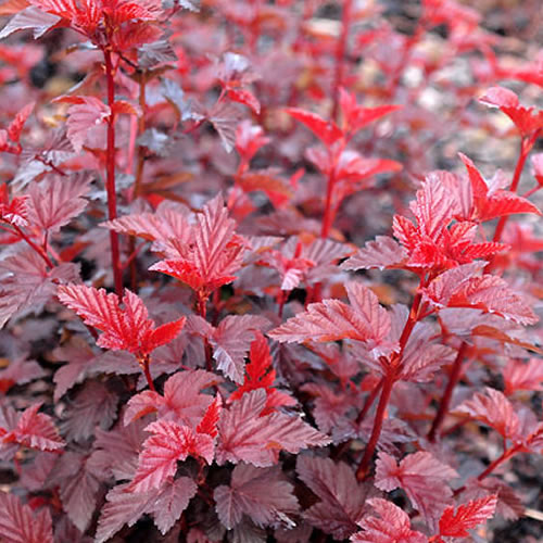Physocarpus Lady in Red Ninebark Pink Flowering Shrub Hardy Garden Plant in Pot - Picture 7 of 15
