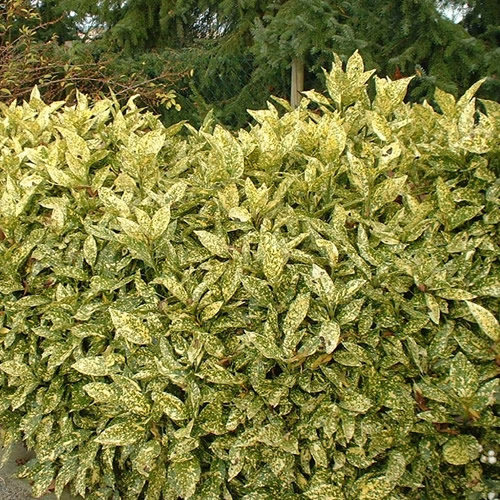 Aucuba Crotonifolia Evergreen Vibrant Shrub Hardy Outdoor Garden Plant in Pot - Picture 5 of 8