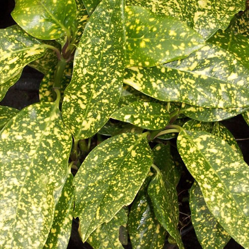 Aucuba Crotonifolia Evergreen Vibrant Shrub Hardy Outdoor Garden Plant in Pot - Picture 6 of 8