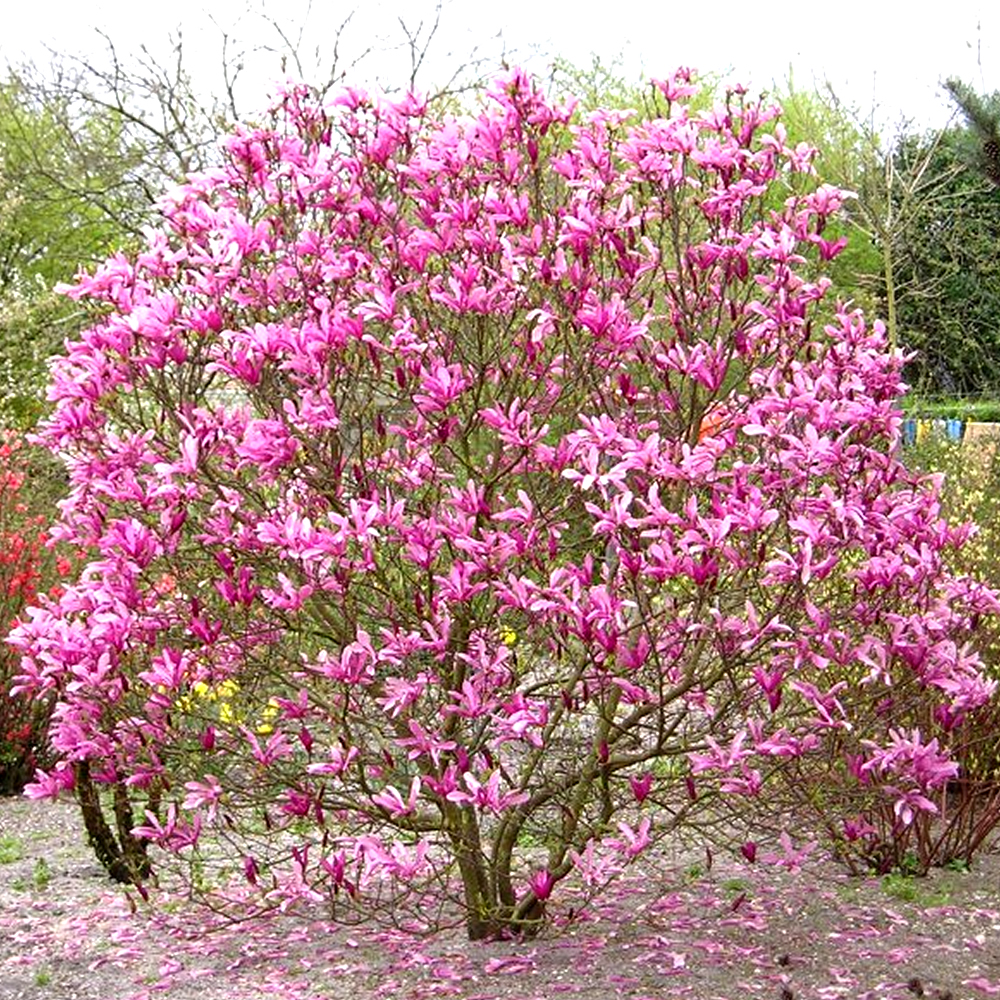 Magnolia Susan Deciduous Bushy Shrub Hardy Flowering Outdoor Garden Plant in Pot