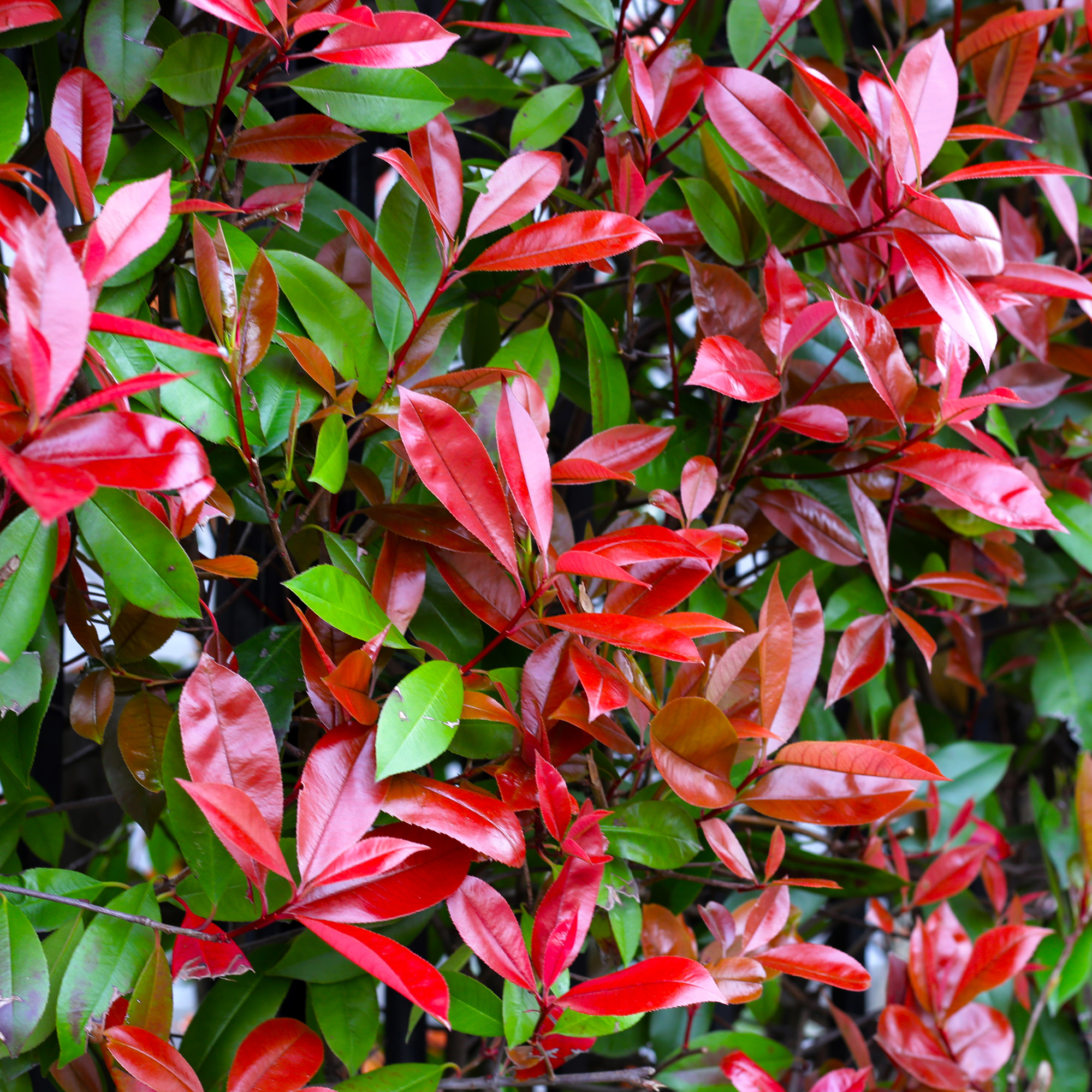 Photinia Red Robin Bushy Evergreen Hardy Shrub Garden Hedging Plant in Pot - Picture 7 of 18
