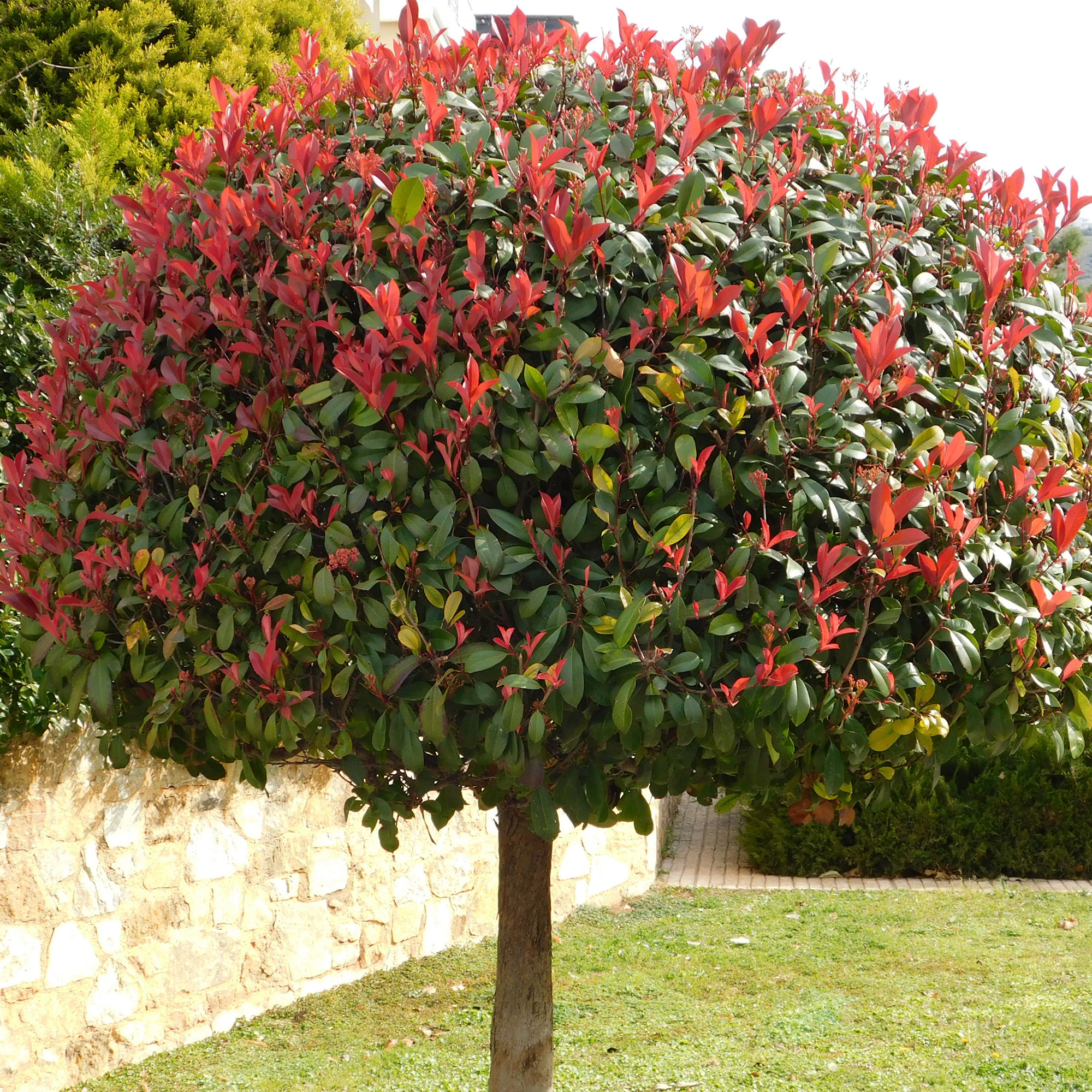 Photinia Red Robin Bushy Evergreen Hardy Shrub Garden Hedging Plant in Pot - Picture 8 of 18
