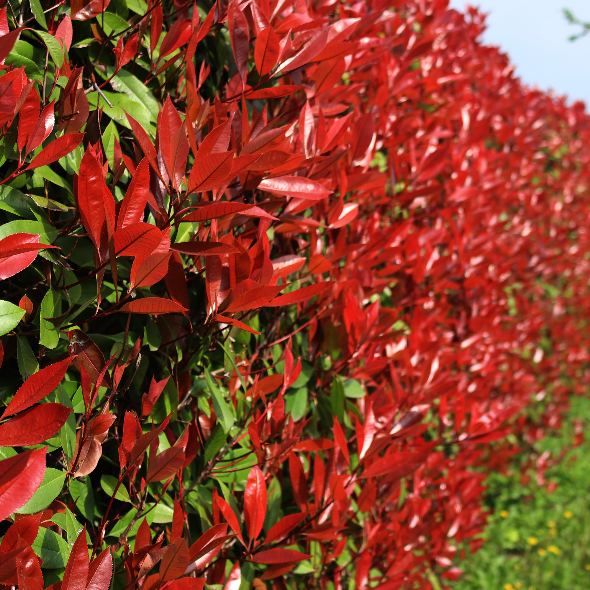 Photinia Red Robin Bushy Evergreen Hardy Shrub Garden Hedging Plant in Pot - Picture 9 of 18