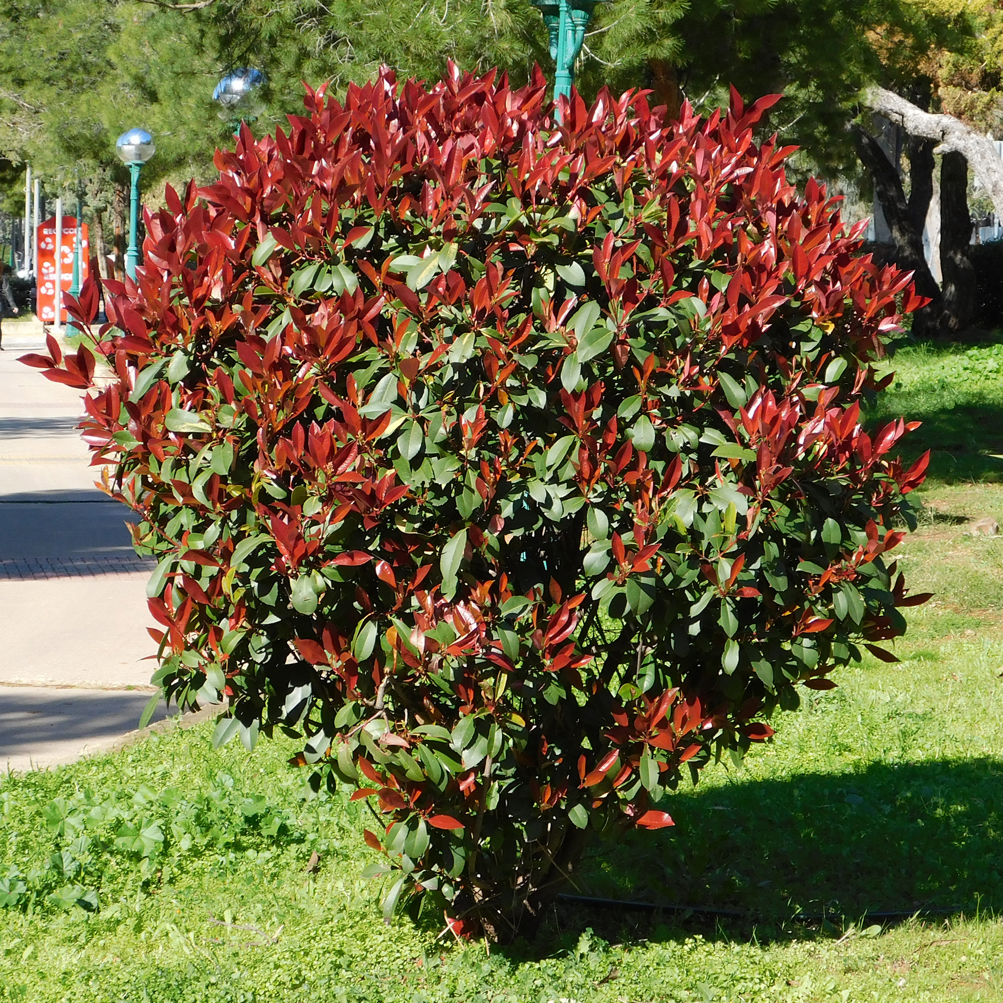 Photinia Red Robin Bushy Evergreen Hardy Shrub Garden Hedging Plant in Pot - Picture 10 of 18