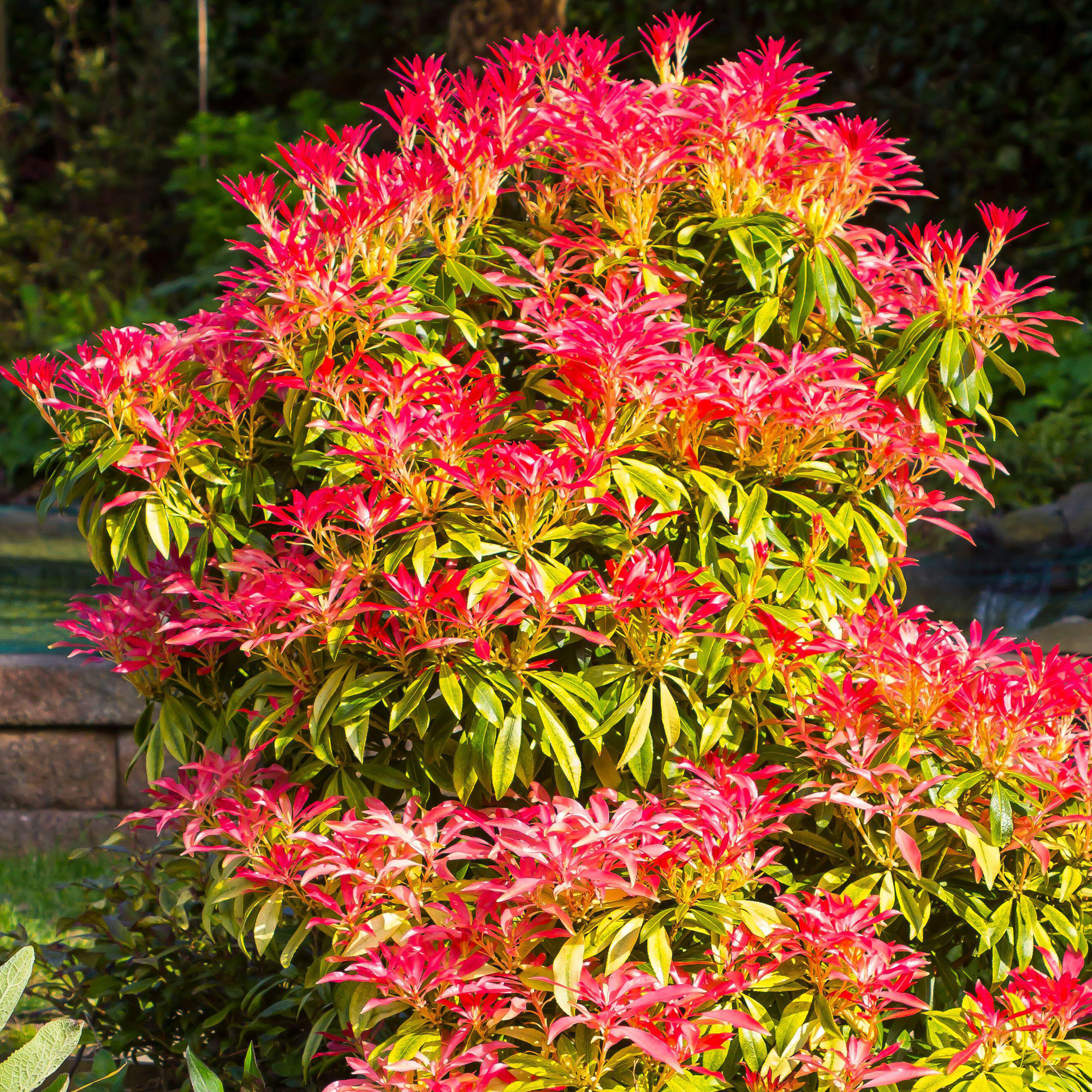 Pieris japonica Mountain Fire Evergreen Flowering Garden Shrubs Potted Plants - Picture 13 of 24