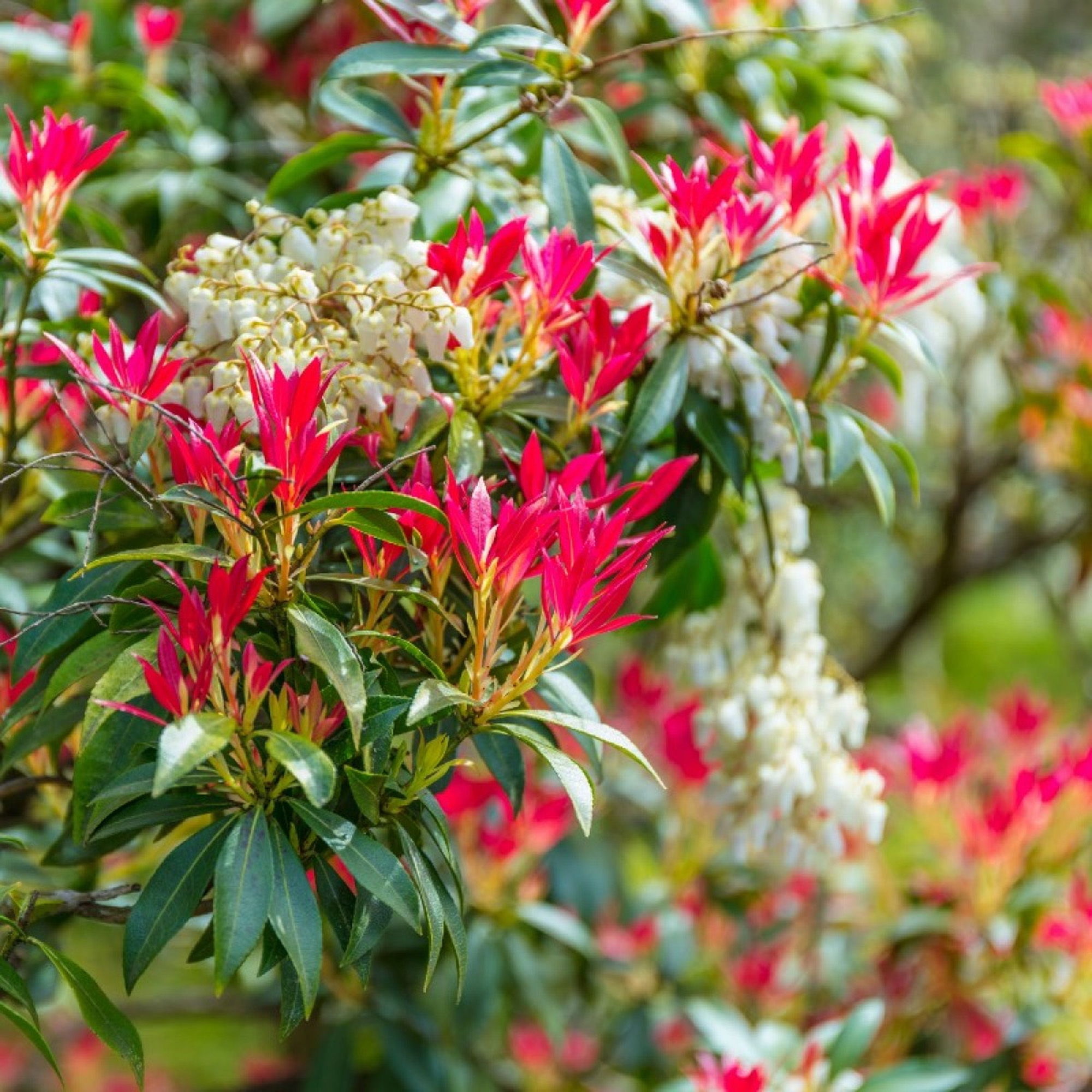 Pieris japonica Mountain Fire Evergreen Flowering Garden Shrubs Potted Plants - Picture 16 of 24