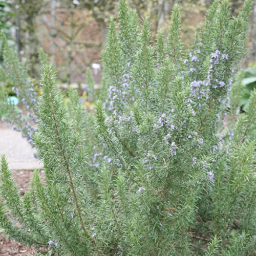Rosmarinus Miss Jessopps Upright Evergreen Shrub Outdoor Garden Plant in Pot - Picture 9 of 12