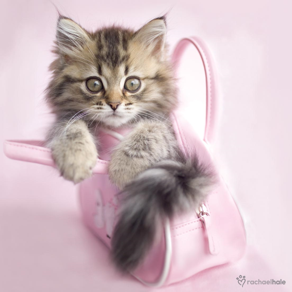 Kitten In Pink Bag Cute Greeting Card Cards Love Kates