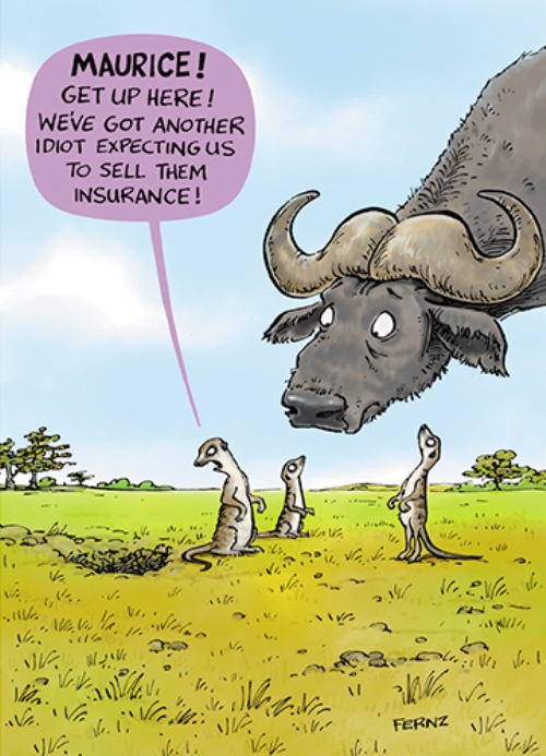 Meerkat Insurance Funny Birthday Greeting Card Fernz