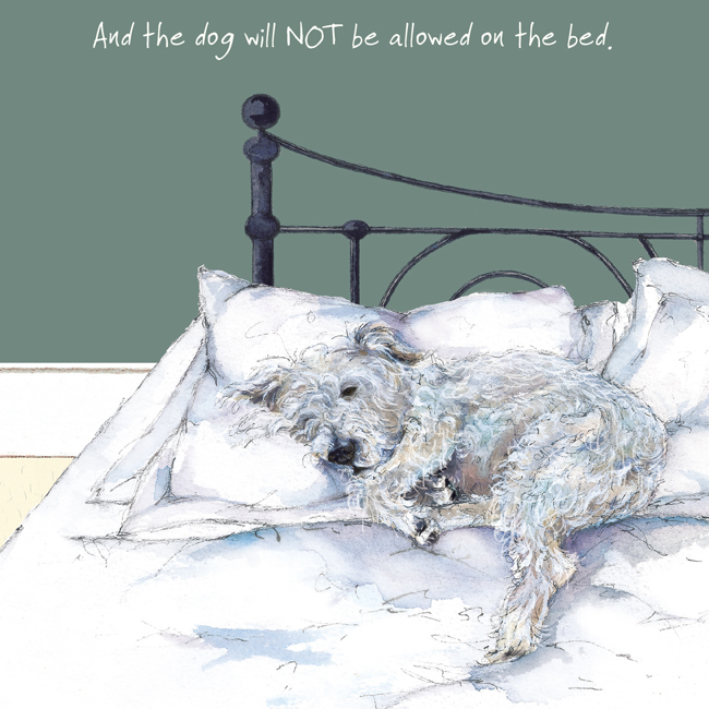 Dog Not Allowed On The Bed Little Dog Laughed Greeting Card Cards
