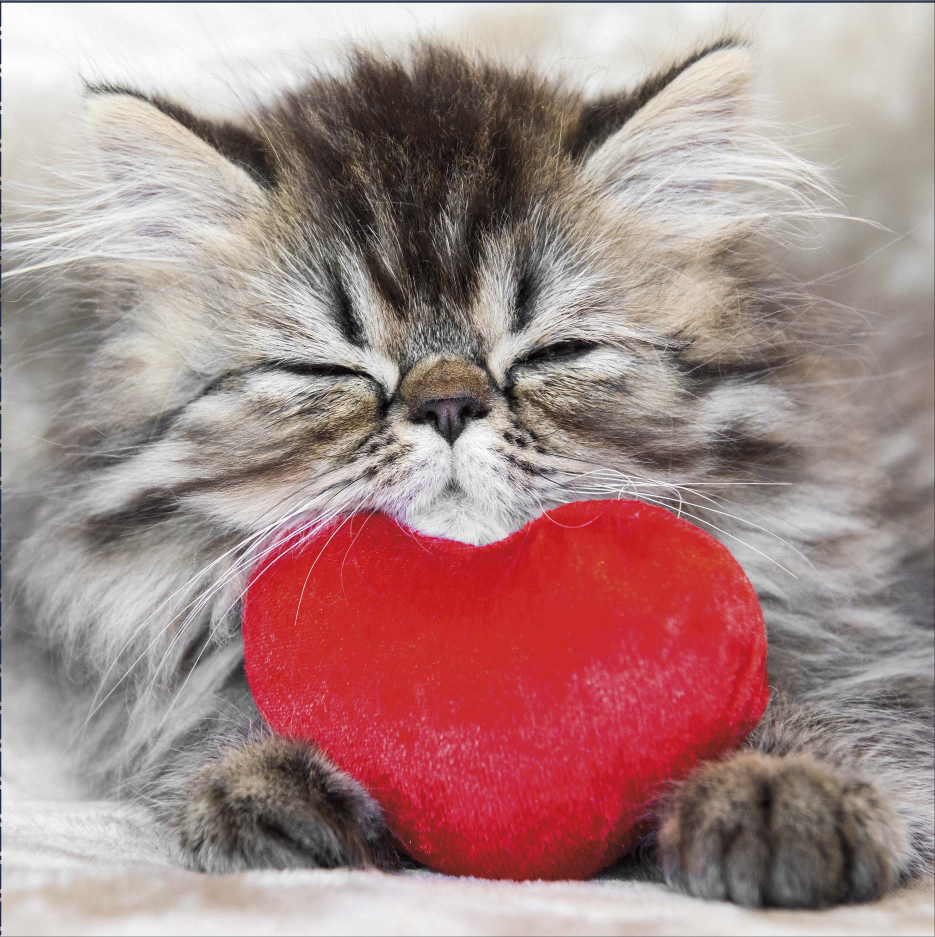 Cute Sleeping Kitten Tabby Cat Valentine's Day Greeting Card Valentines