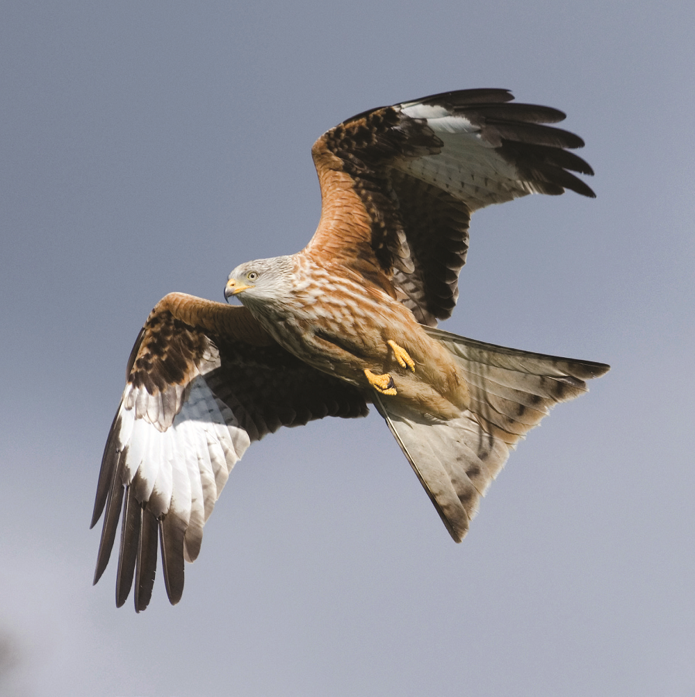 Red Kite In Flight Sound Greeting Card Cards