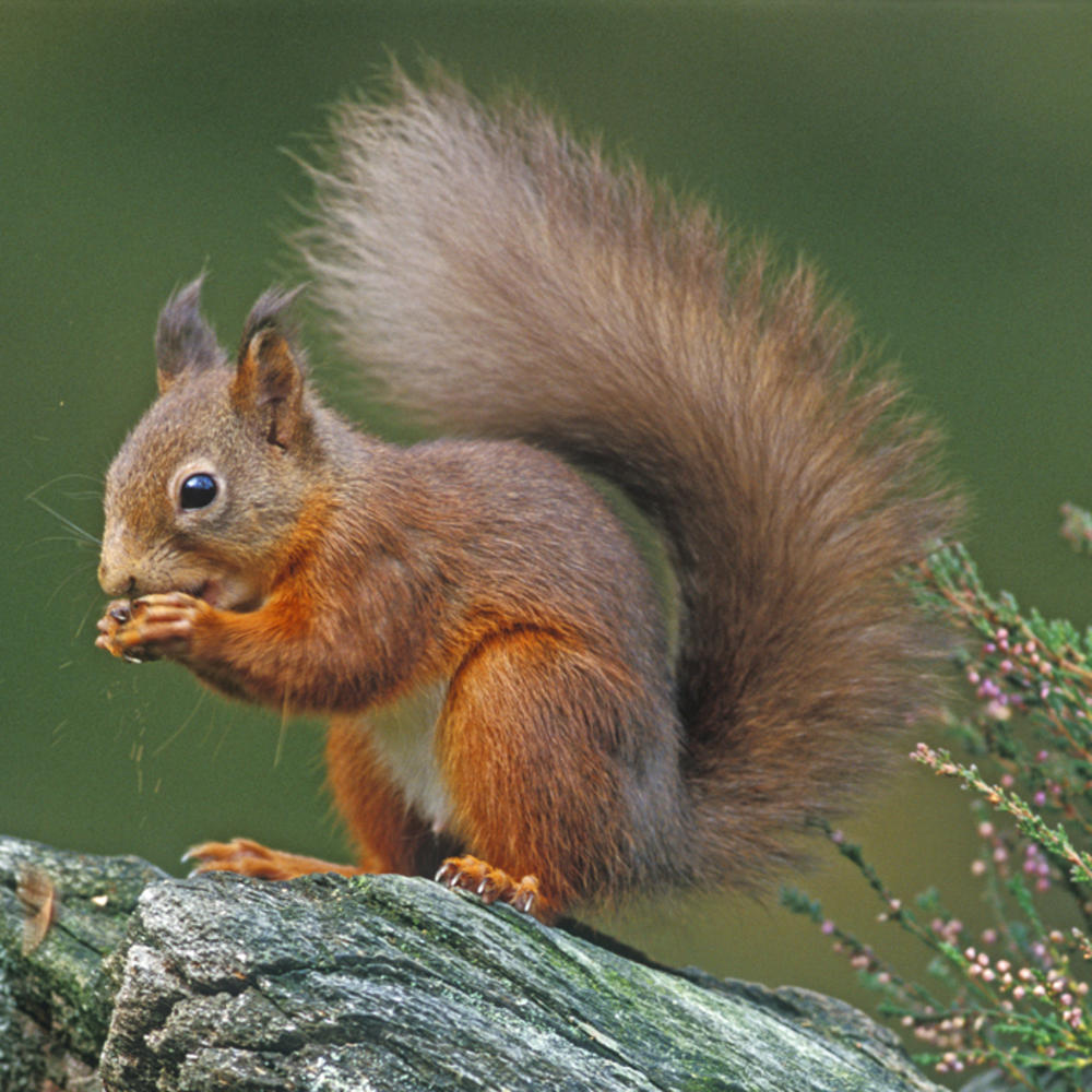 Hidden Nature Red Squirrel Sound Greeting Card | Call Of The Wild