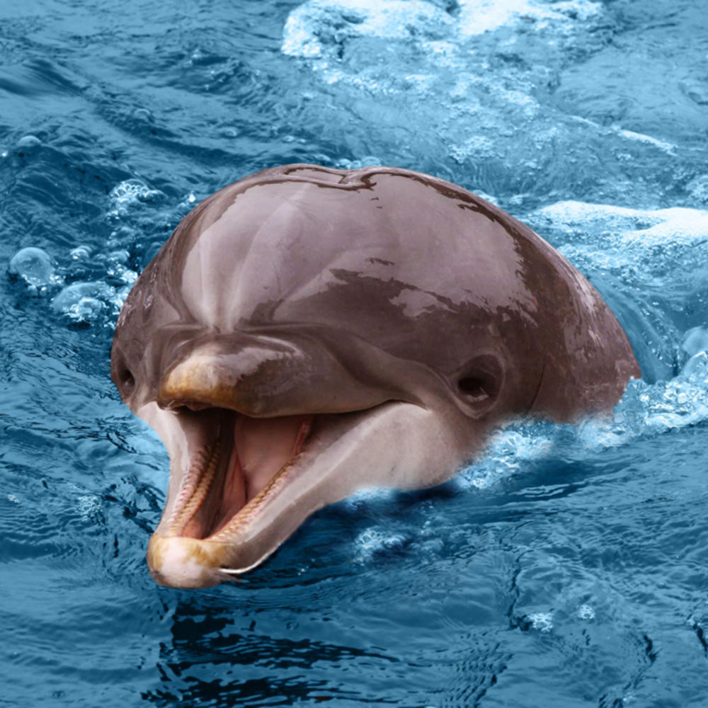 Endangered Wildlife Dolphin Sound Greeting Card | Call Of The Wild